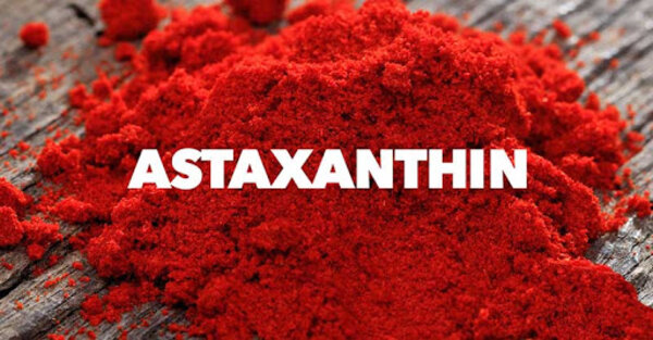 Tảo đỏ chứa hàm lượng Astaxanthin rất cao